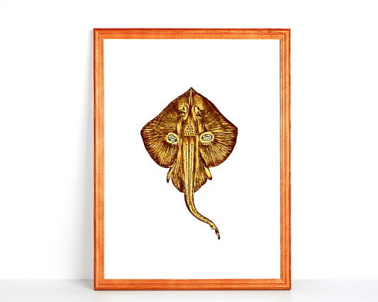 Manta Ray 2 Wall Art Barty life