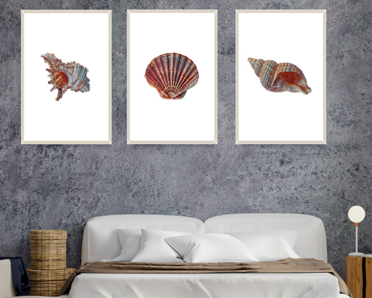 Shells set Barty life