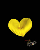 Hand-painted oil painting of a single yellow calla lily in full bloom against a black background. Vibrant and elegant wall art