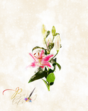Lily Flower Watercolor Art Barty life