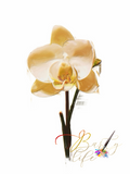Orchid 8 Oil Paint Wall Art Barty life